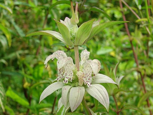 Dotted Horsemint