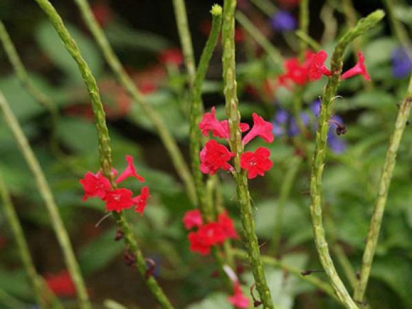 Dwarf Red Porterweed