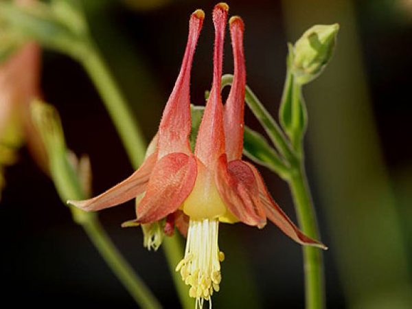 Eastern Columbine