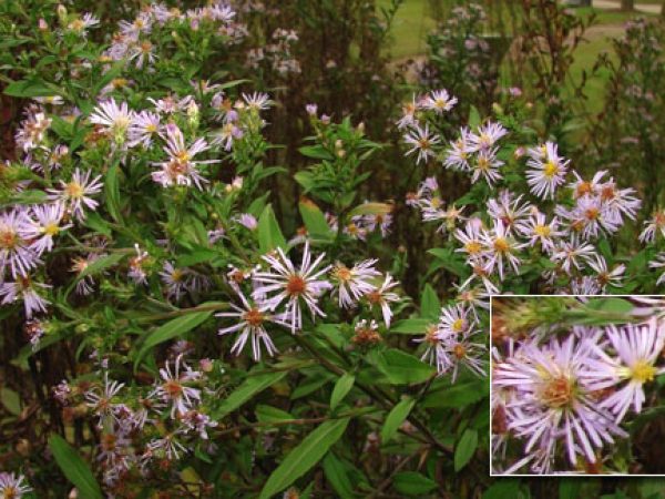 Elliot's Aster