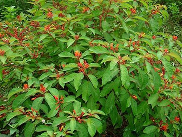 Firebush