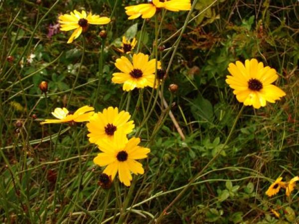 Florida Coreopsis