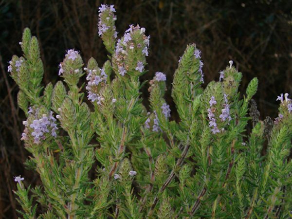 Florida Pennyroyal