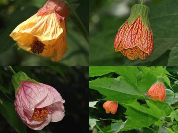 Lantern Mallow (Pink)