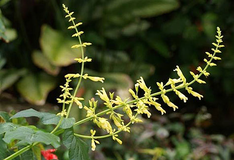 #141 Forsythia Sage – Shopping