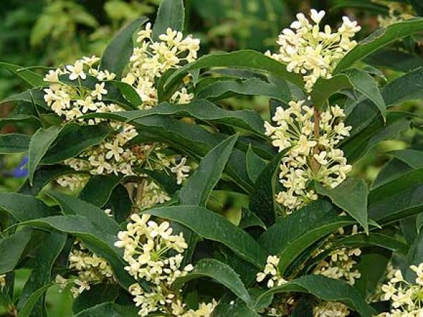Fragrant Tea Olive