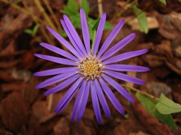 Georgia Aster