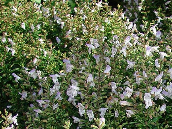 Calamint