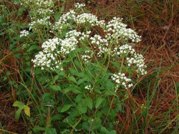 Hammock Snakeroot