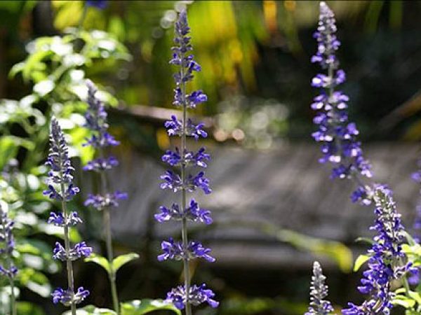 Indigo Spires Salvia