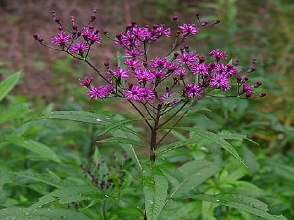 Ironweed