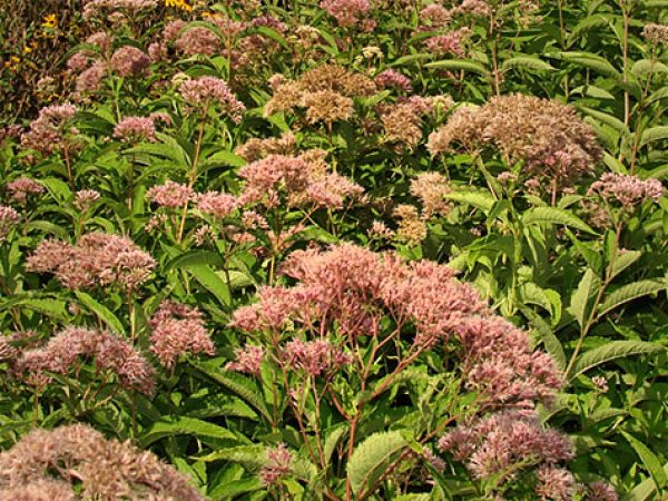 Giant Joe-Pye Weed