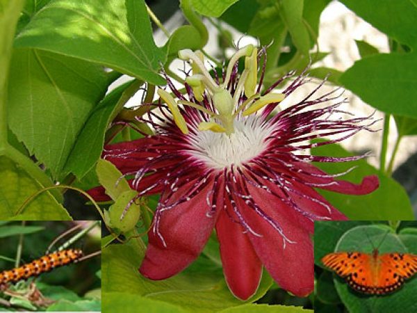 Lady Margaret Passionflower