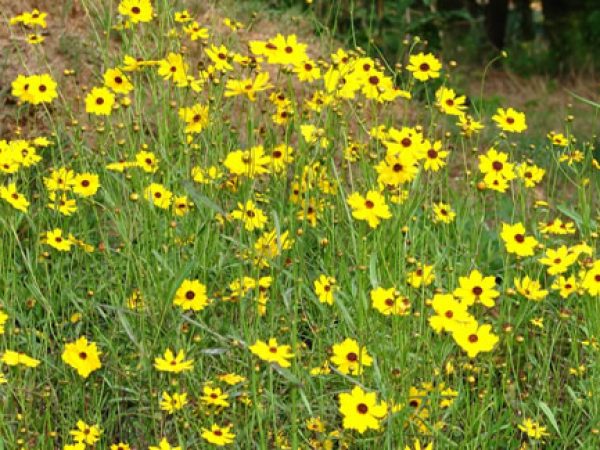 Leavenworth's Coreopsis