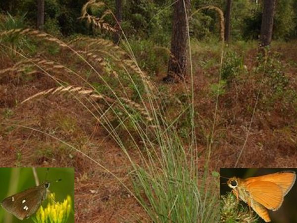 Lopsided Indian Grass