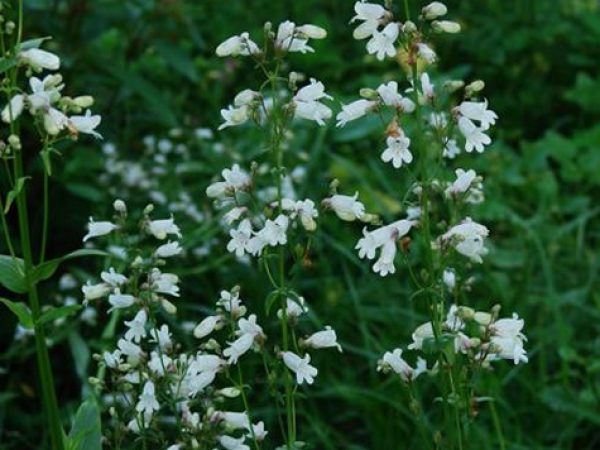Multi-flowered Beardtongue