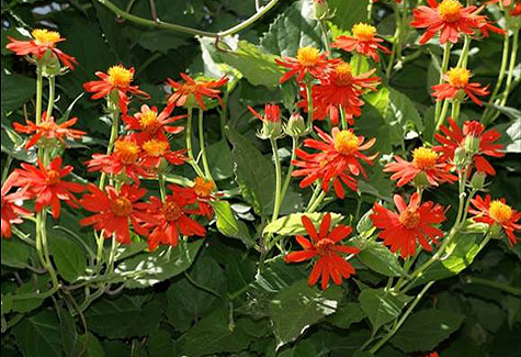 #54 Mexican Flame Vine – Shopping