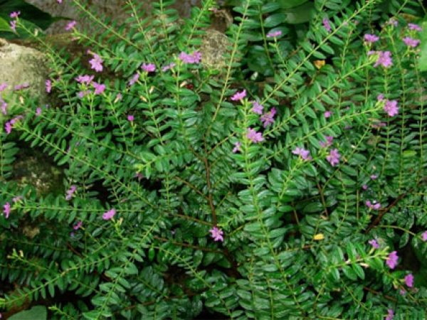 Mexican Heather