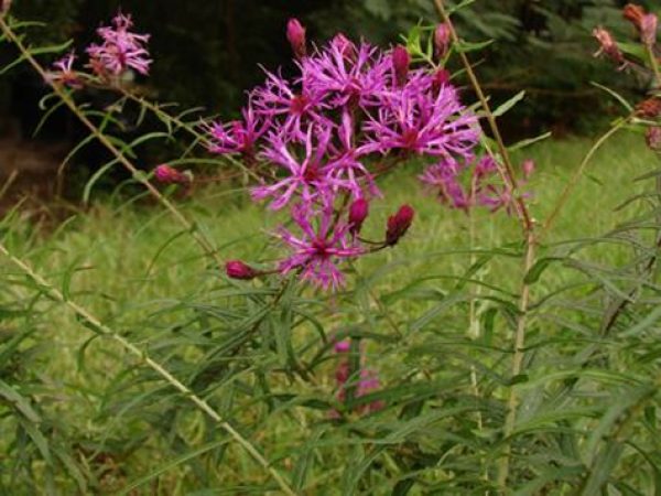 Narrow-leaf Ironweed