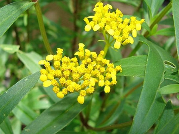 Narrowleaf Yellowtops
