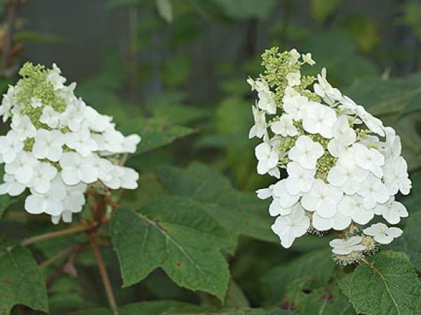 Oak Leaf Hydrangea