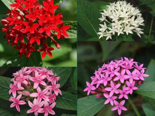 Pentas (Red)