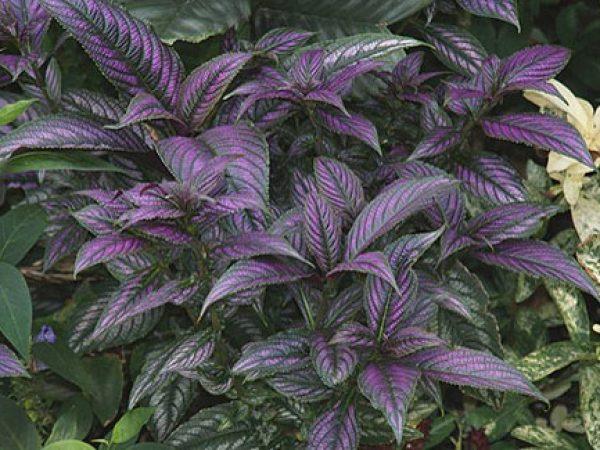 Persian Shield