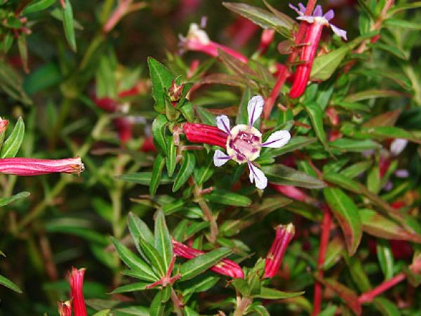 Purple Passion Cuphea
