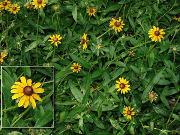 Black-eyed Susan