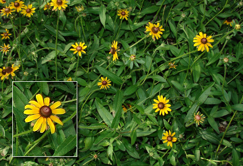 Black-eyed Susan