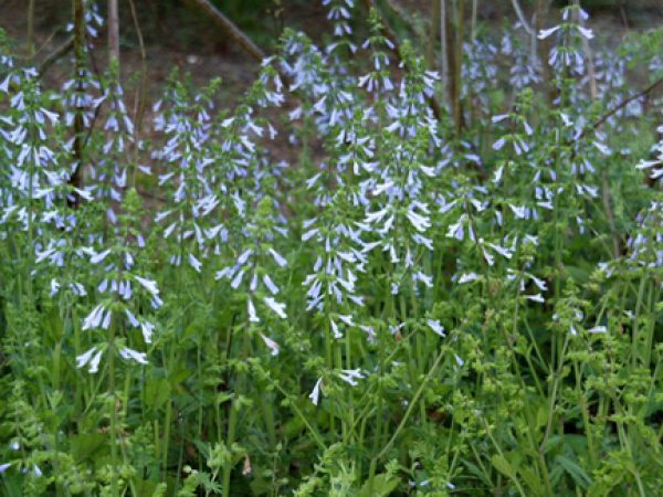 Lyreleaf Sage
