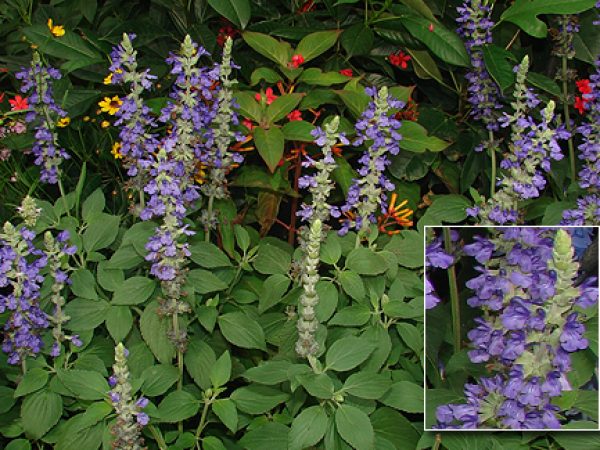 Mystic Spires Salvia