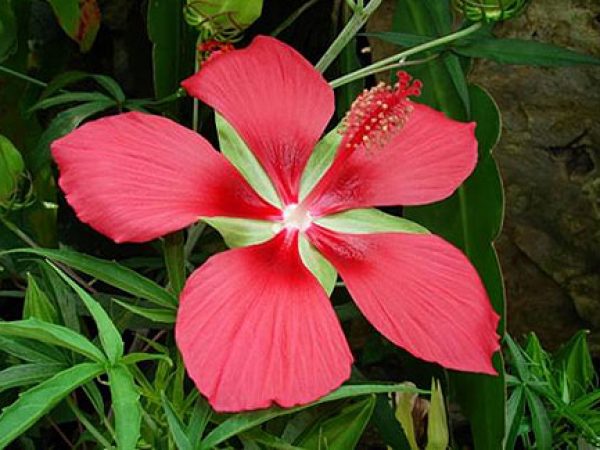 Scarlet Hibiscus