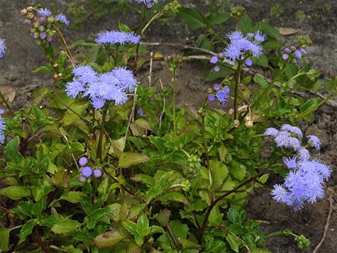 #400 Seaside Ageratum – Shopping