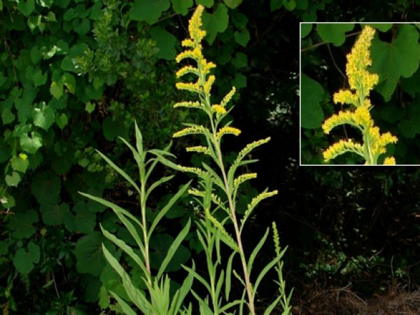 Slender Goldenrod