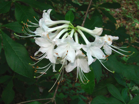 Swamp Azalea