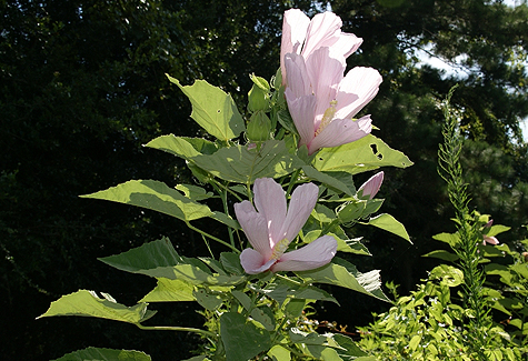 Swamp Mallow