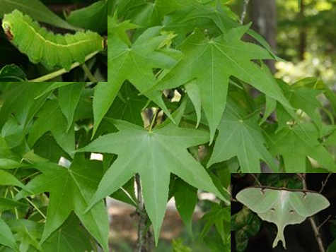 Sweet Gum