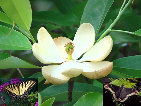 Sweetbay Magnolia