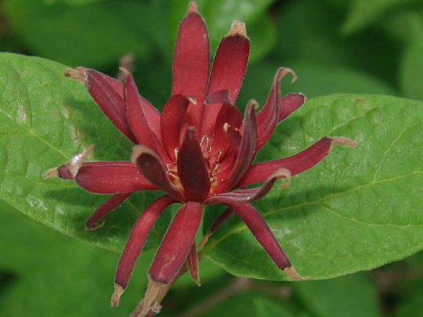 Sweetshrub