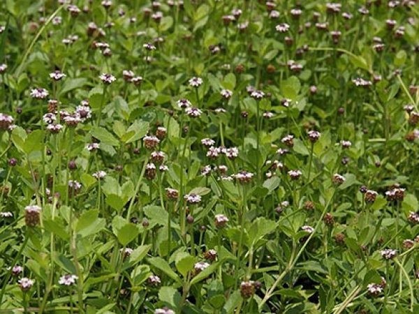 Turkey Tangle Frogfruit