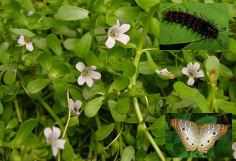 Water Hyssop