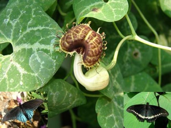 White-veined Dutchman’s Pipe