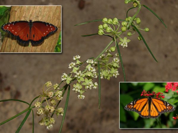 Whorled Milkweed