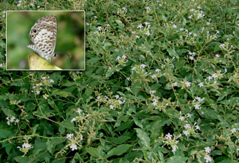 Wild Plumbago