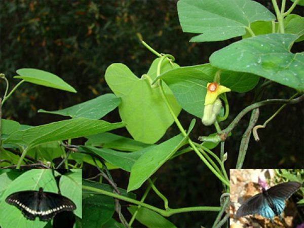Woolly Dutchman’s Pipe