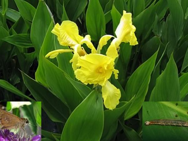 Yellow Canna