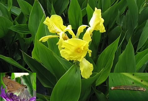 Yellow Canna