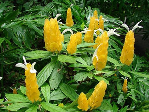 Yellow Shrimp Plant