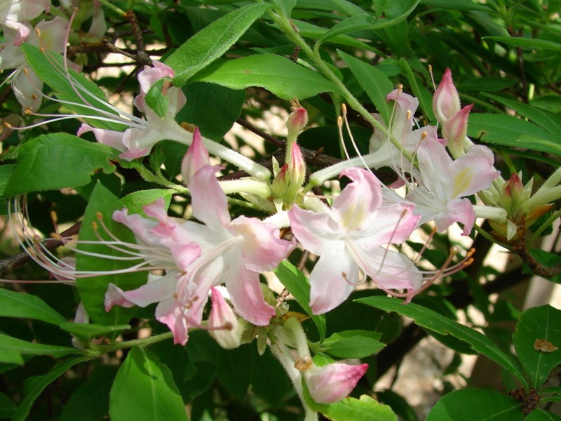 Alabama Azalea